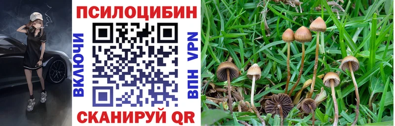 Псилоцибиновые грибы Psilocybe  Шарыпово 